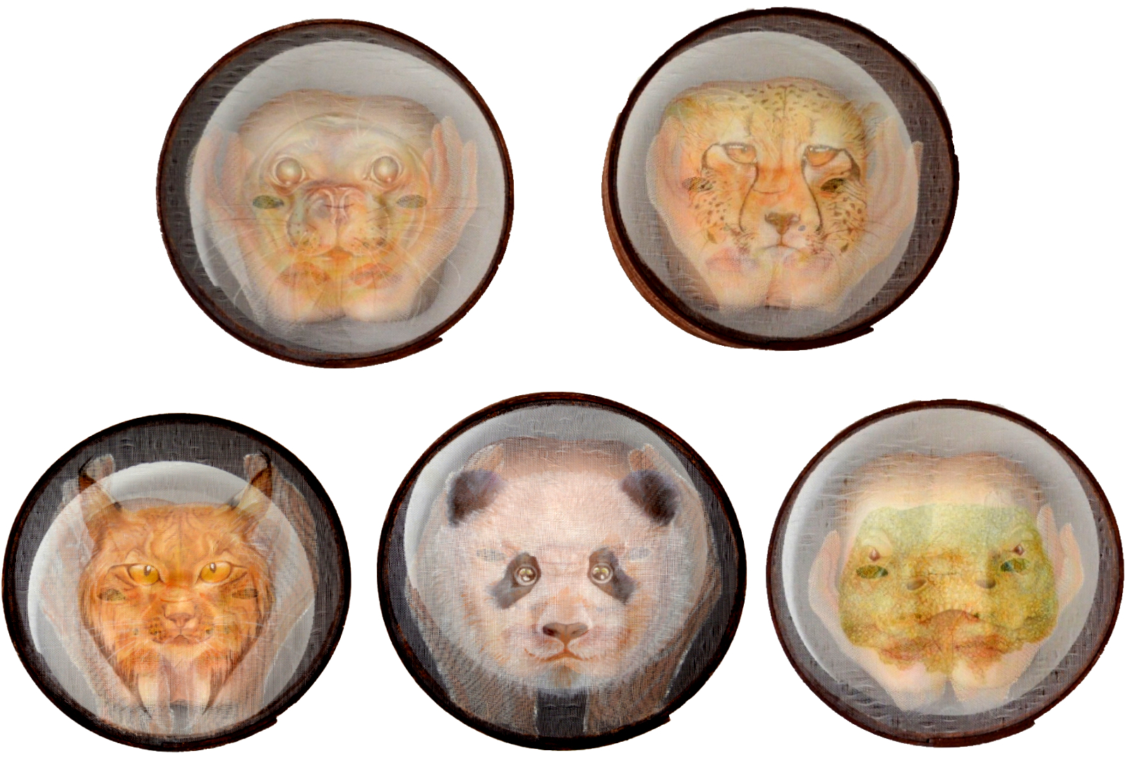 Dilerim Ömrün Uzun Olsun' Serisi- Devam etmekte olan seri- Fok,çita,vaşak,panda,komodo ejderi